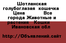 Шотланская голубоглазая  кошечка › Цена ­ 5 000 - Все города Животные и растения » Кошки   . Ивановская обл.